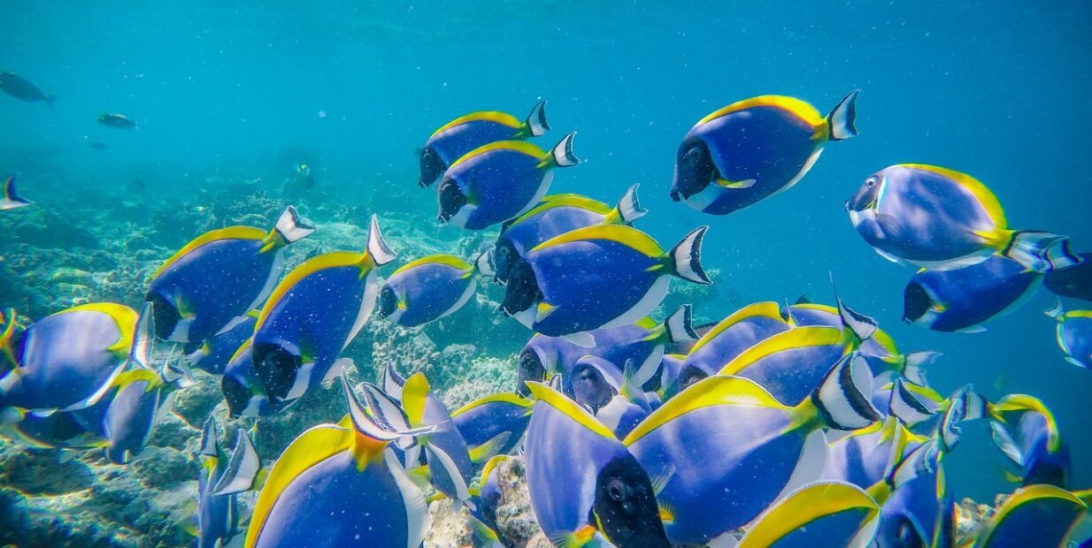 marine conservation, programs, opportunities, volunteering, projects, sea, environment, volunteers, team, food and accommodation, exchange, hospitality, research