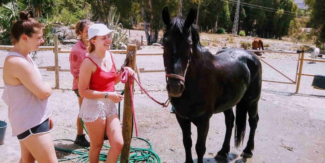 horses, volunteer programs, volunteering opportunity, project, exchange, food and accommodation, Spain