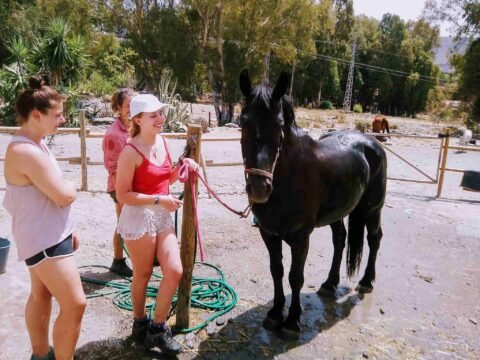 horses, volunteer programs, volunteering opportunity, project, exchange, food and accommodation, Spain