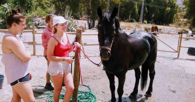 horses, volunteer programs, volunteering opportunity, project, exchange, food and accommodation, Spain