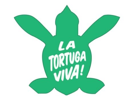 Mexico, turtle, animal, volunteer program