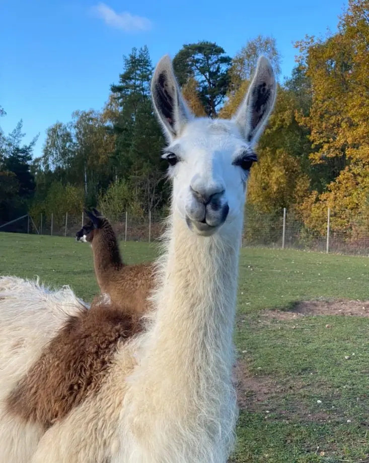 llamas, volunteering,