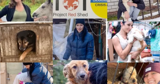 red shed, Ukraine, animal shelter, refugee, Hungary, volunteer program