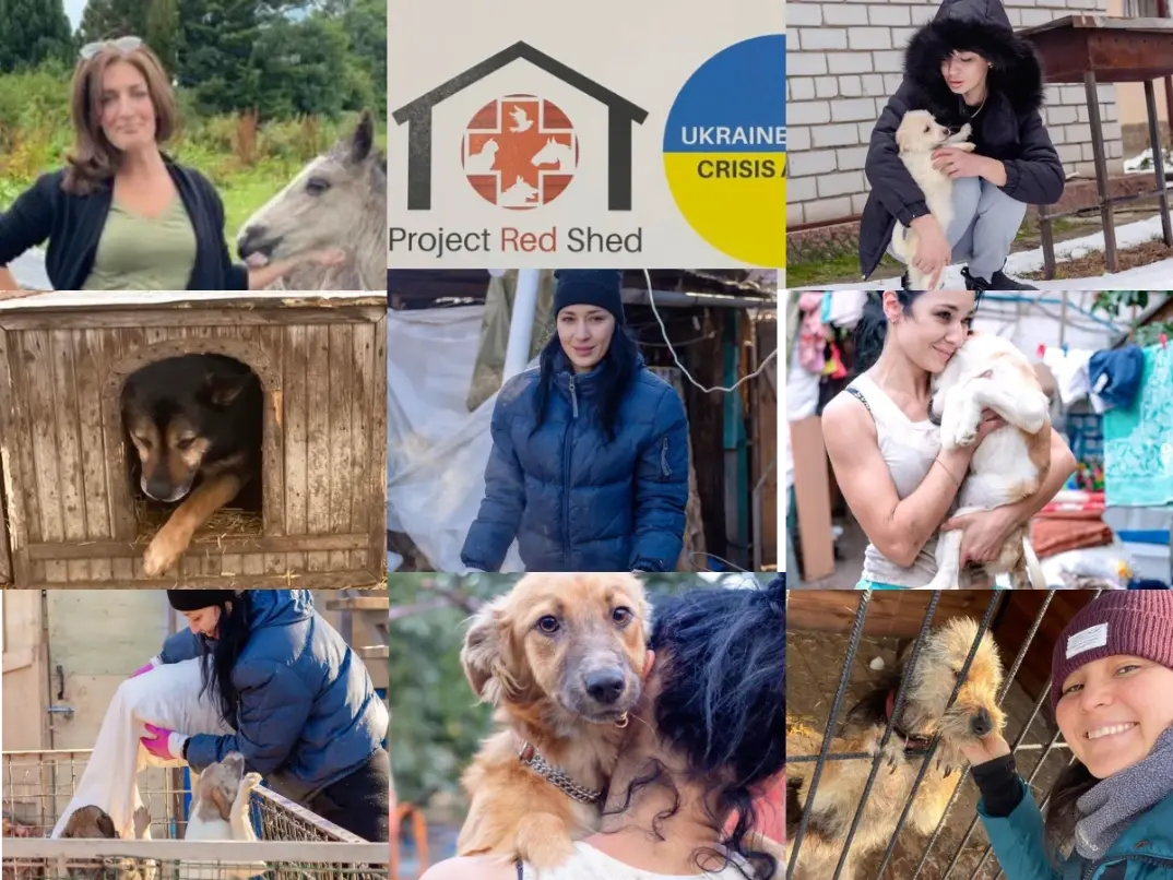 red shed, Ukraine, animal shelter, refugee, Hungary, volunteer program