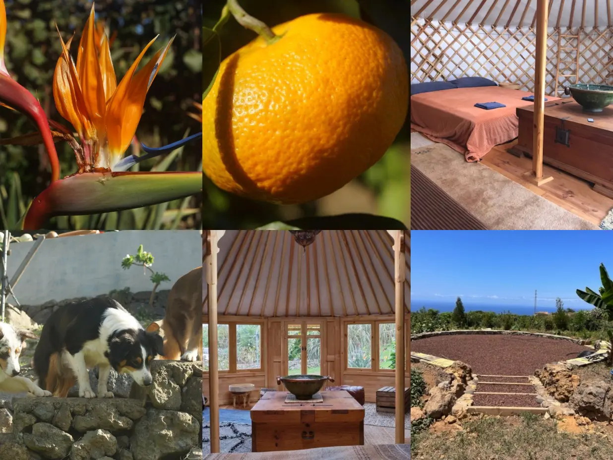 Volunteer experience in Tenerife at Finca la Castaña – collage with permaculture garden, tropical flowers, organic fruit, yurts for accommodation, farm dogs, and panoramic views of the ecological finca in Orotava Valley.