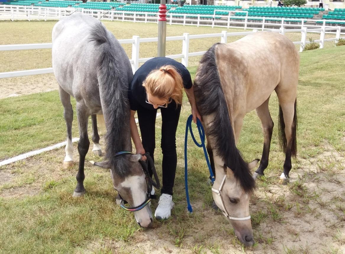 volunteer project, horses, south korea, hospitality exchange, volunteering, voluntouring, food and accommodation