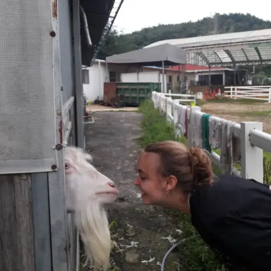 goat, volunteer, ranch, South Korea