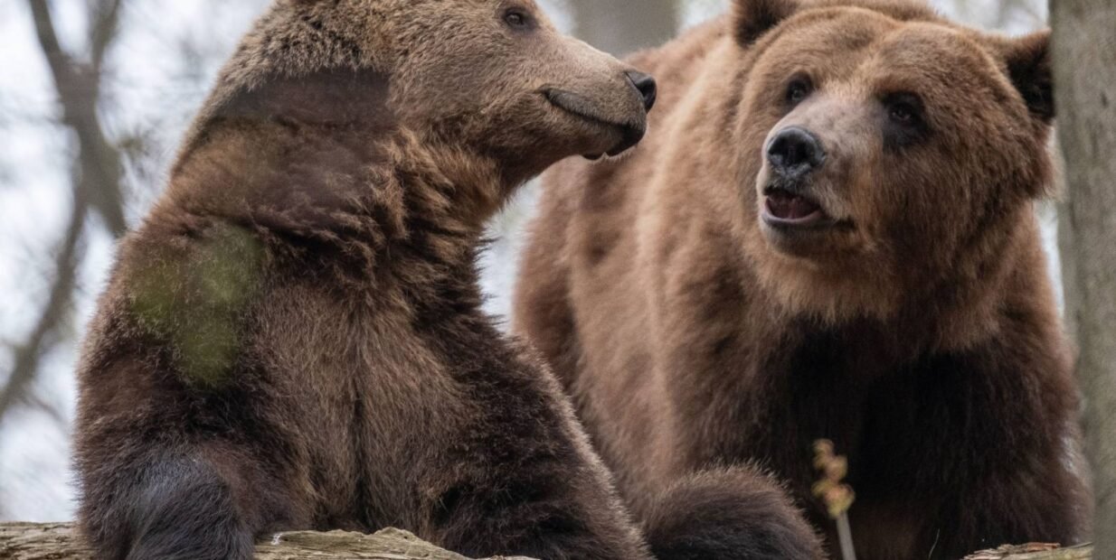 Stiftung fur Baren, bears, volunteer program, ESC, european solidarity corps, evs, erasmus, pocket money, animal care assistant