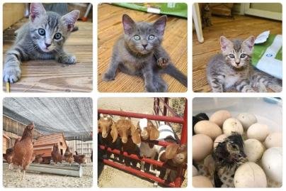 Farm animals and baby kittens at Abundant Grace Ranch – tabby kittens, chickens, goats, and freshly hatched chicks with eggs