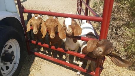 Curious young goats peeking through a red metal gate on a sunny day at a rural farm in Virginia
