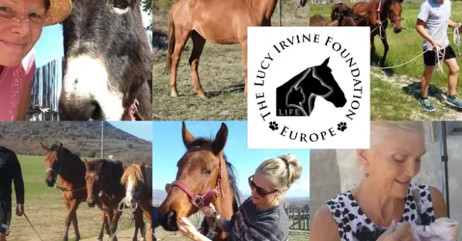 LIFE, Lucy Irvine Foundation Europe, animal rescue, volunteering