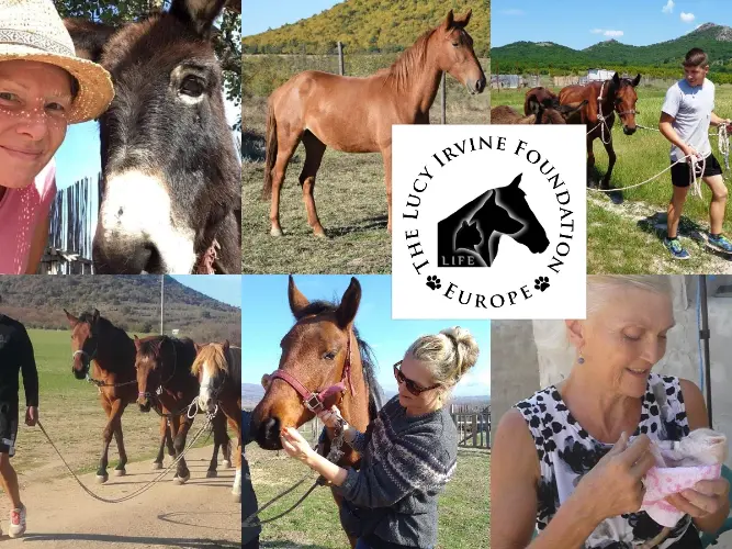LIFE, Lucy Irvine Foundation Europe, animal rescue, volunteering