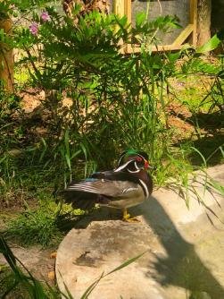 Colorful male Wood Duck standing near a pond in a lush garden at a rural farm sanctuary