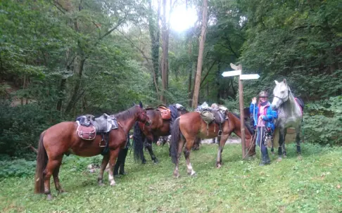 Volunteers with saddled horses in a forest near Cologne, Germany, during a horse trekking experience as part of a farm stay exchange.