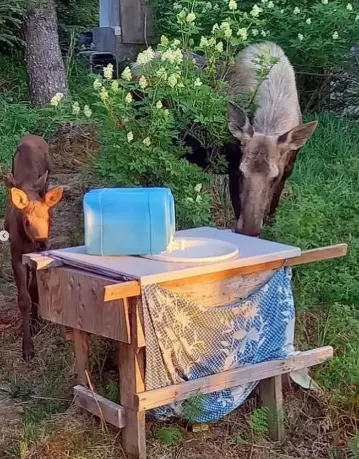 organic farm, moose, Peony, Alaska, volunteer project