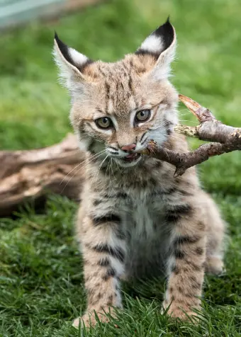 bobcat, feline