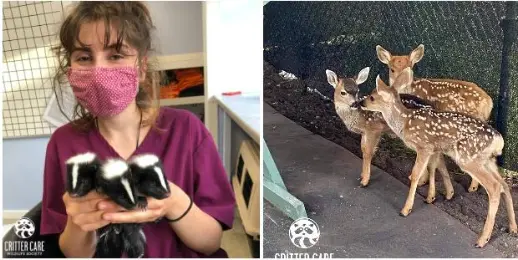 Critter Care Wildlife Society (CCWS)