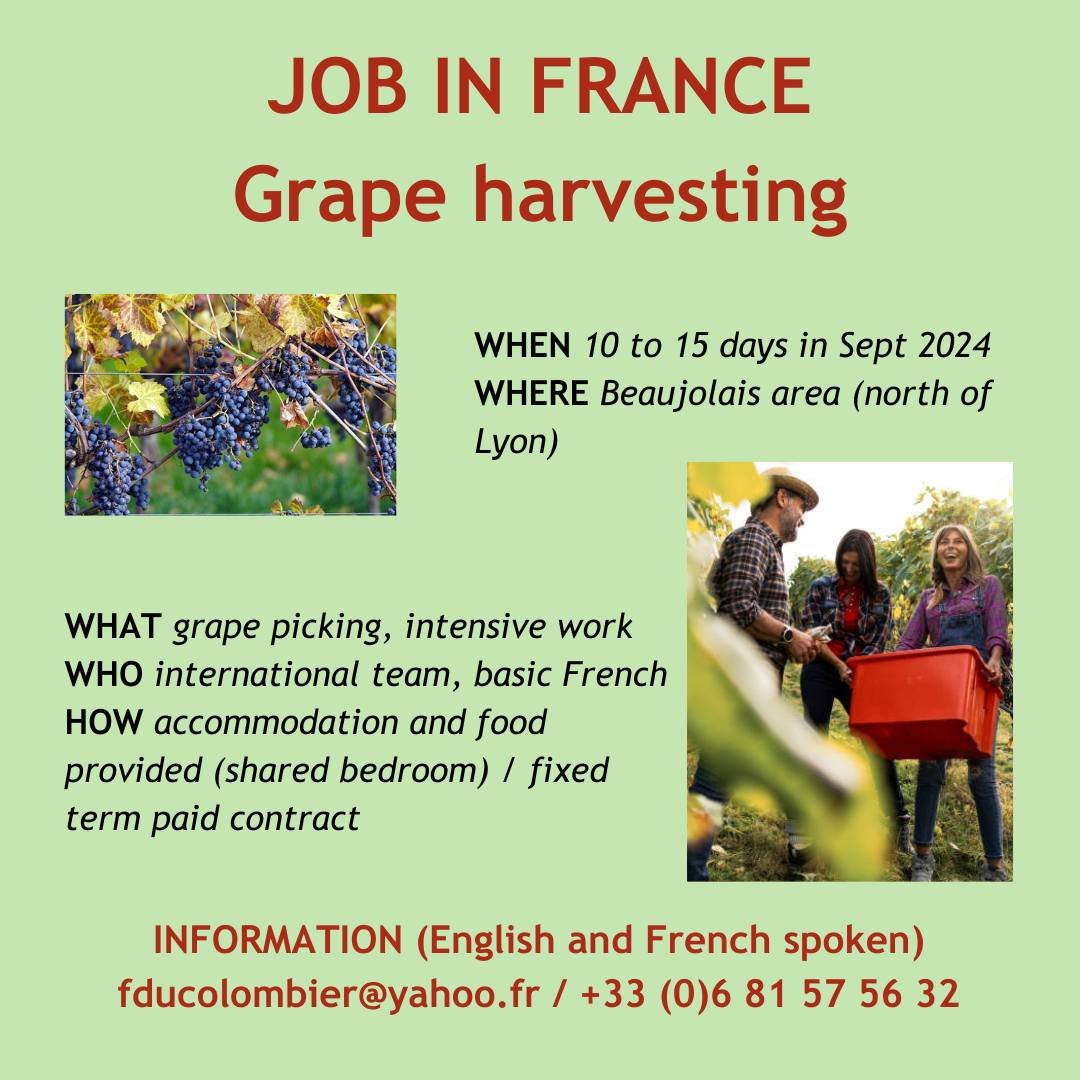 grape, harvesting, France, job, seasonal