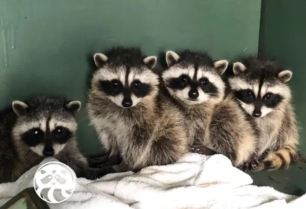 raccoons, wildlife, critter care,