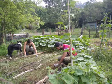 organic garden, farm, volunteer, hospitality exchange, food and accommodation