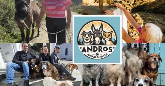 Animal shelter, volunteer program, Greece