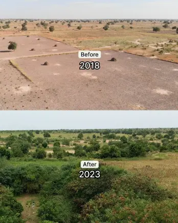 forest restoration in Senegal
