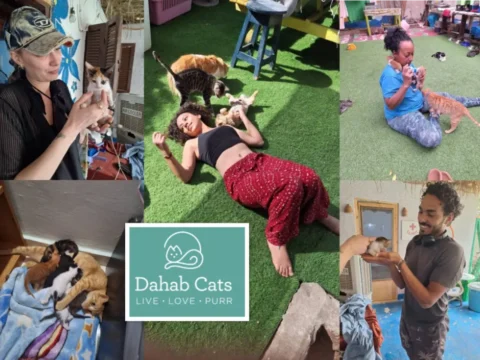 Volunteers caring for rescued cats and kittens at Dahab Cats, a non-profit cat sanctuary in Dahab, Egypt.