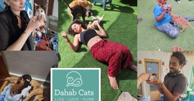 Volunteers caring for rescued cats and kittens at Dahab Cats, a non-profit cat sanctuary in Dahab, Egypt.