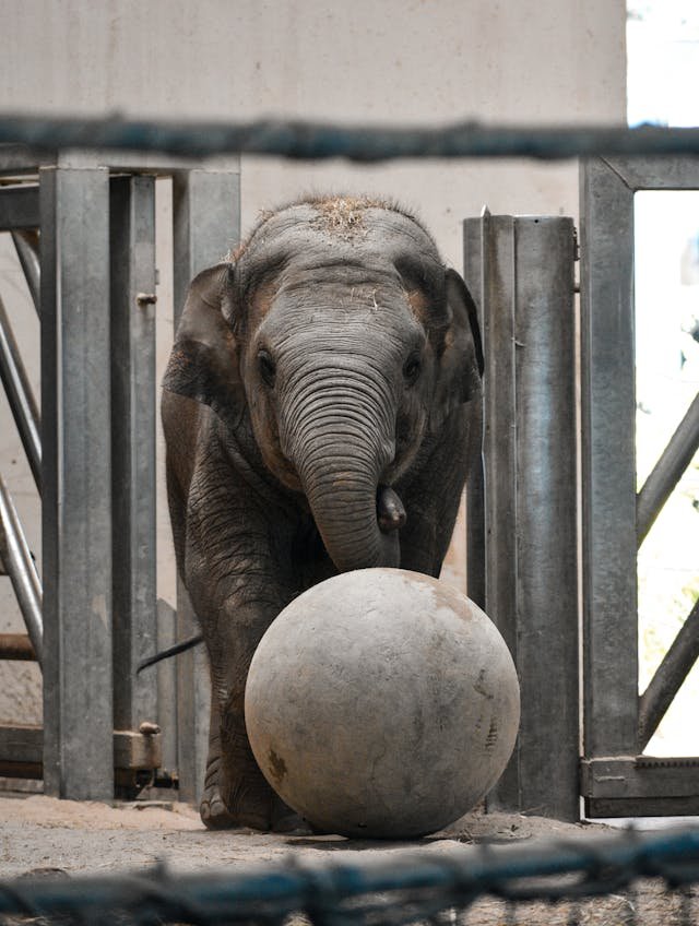 Young elephant calf playing with a concrete ball inside a confined enclosure, surrounded by metal bars in a zoo-like environment.