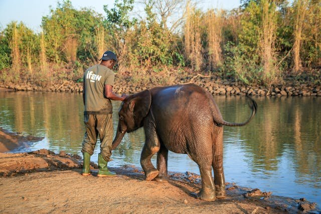ethical elephant volunteering - IFAW caregiver standing beside a young elephant near a riverbank at a wildlife rescue center, showing respectful and minimal contact.