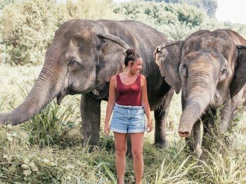 Young woman standing between two elephants in a grassy field at a tourist sanctuary, suggesting close human-animal interaction.