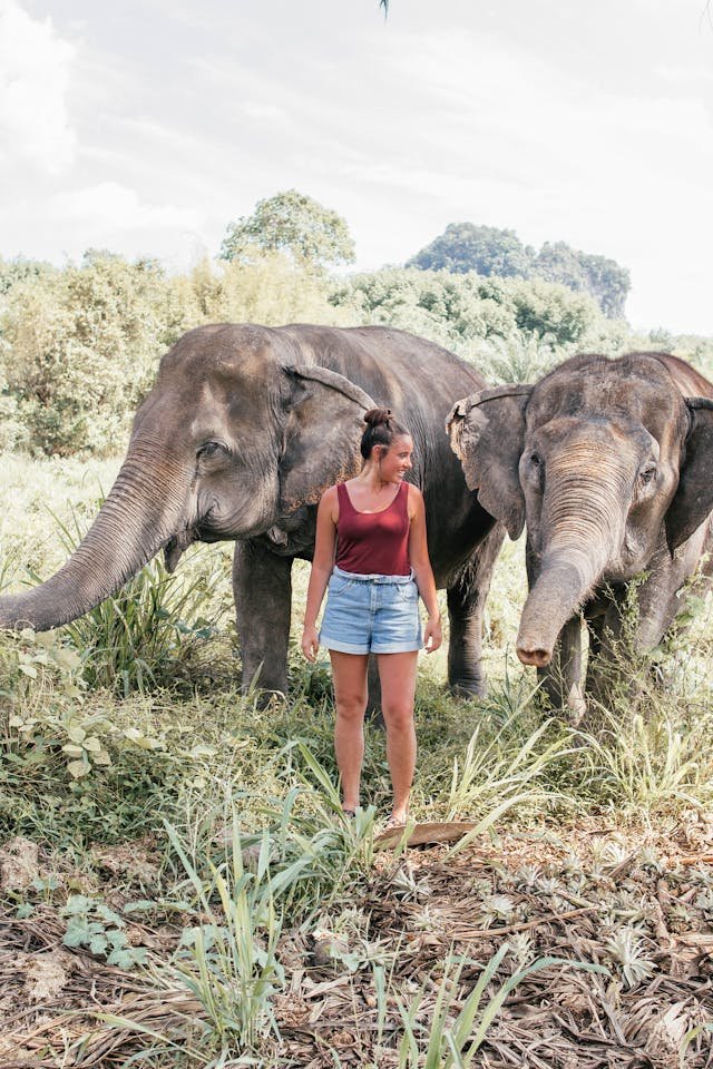 Young woman standing between two elephants in a grassy field at a tourist sanctuary, suggesting close human-animal interaction.