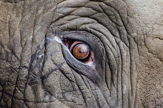 Extreme close-up of an elephant’s eye, showing deep wrinkles, textured skin, and a sharp gaze reflecting light and intelligence.