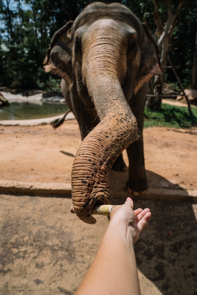 Close-up of a person hand-feeding an elephant in a controlled tourist environment with unnatural proximity.