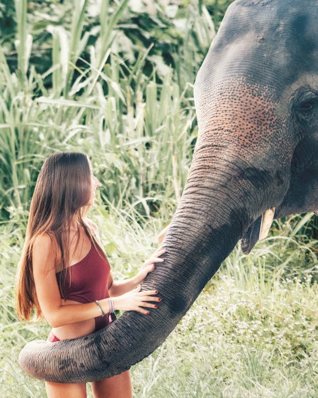 ethical elephant volunteering - Young woman in close physical contact with an elephant, touching its trunk while standing in a grassy area at a tourist site.