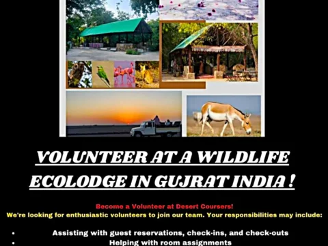 Poster promoting a volunteer opportunity at Desert Coursers, an ecolodge in Gujarat, India. The collage includes photos of traditional stone huts, wildlife like owls, parrots, flamingos, and wild asses, and a sunset jeep safari. The poster highlights tasks such as guest check-ins and helping at a local school, with free meals and accommodation included.