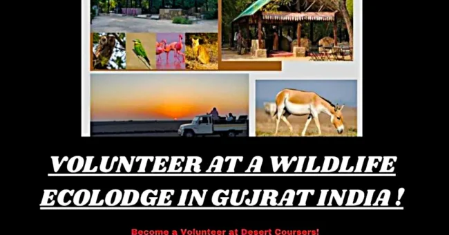 Poster promoting a volunteer opportunity at Desert Coursers, an ecolodge in Gujarat, India. The collage includes photos of traditional stone huts, wildlife like owls, parrots, flamingos, and wild asses, and a sunset jeep safari. The poster highlights tasks such as guest check-ins and helping at a local school, with free meals and accommodation included.