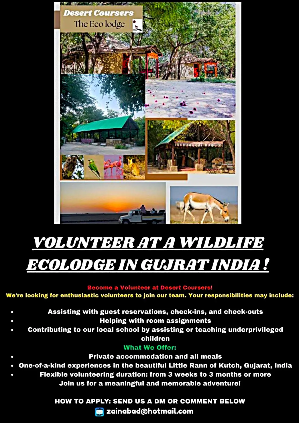 Poster promoting a volunteer opportunity at Desert Coursers, an ecolodge in Gujarat, India. The collage includes photos of traditional stone huts, wildlife like owls, parrots, flamingos, and wild asses, and a sunset jeep safari. The poster highlights tasks such as guest check-ins and helping at a local school, with free meals and accommodation included.