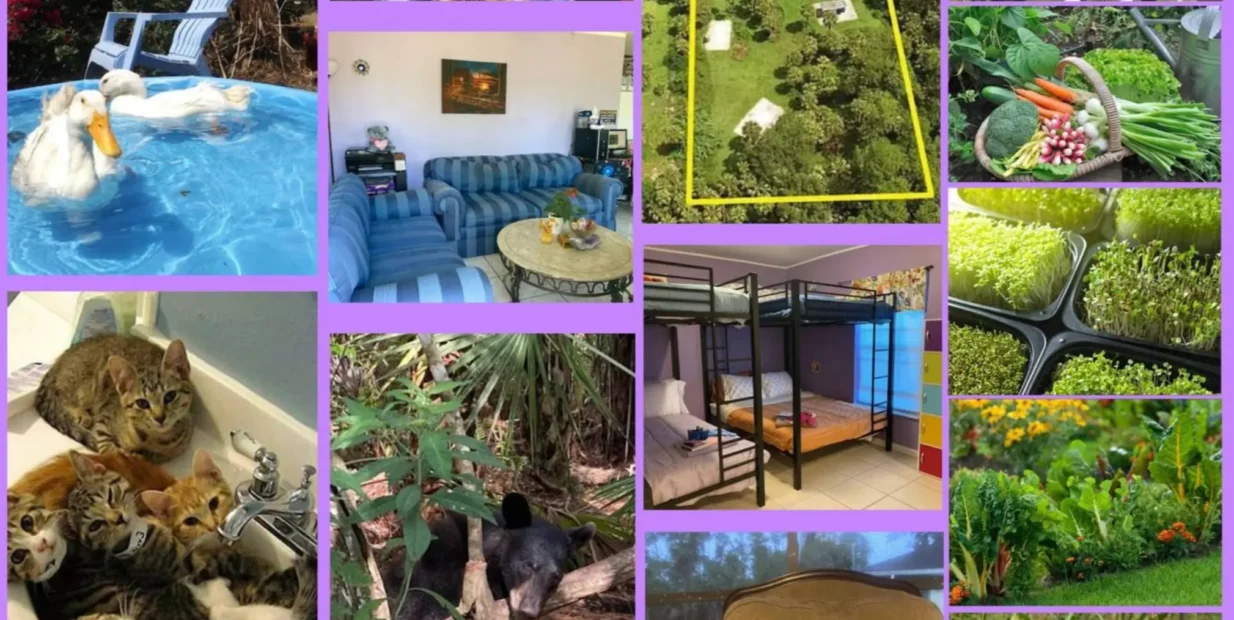 Collage showing life at a Christian vegan homestead near Naples, Florida: ducks in a small pool, a shared meal, living room with sofas, an aerial view of the property, baskets of vegetables and microgreens, a dorm-style bedroom with bunks, cats in a bathtub, wildlife nearby, goats resting on a chair, chickens and garden beds.