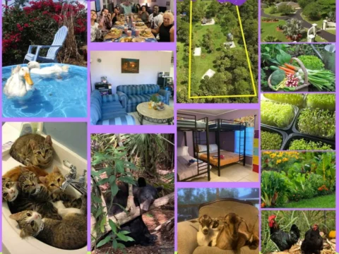 Collage showing life at a Christian vegan homestead near Naples, Florida: ducks in a small pool, a shared meal, living room with sofas, an aerial view of the property, baskets of vegetables and microgreens, a dorm-style bedroom with bunks, cats in a bathtub, wildlife nearby, goats resting on a chair, chickens and garden beds.