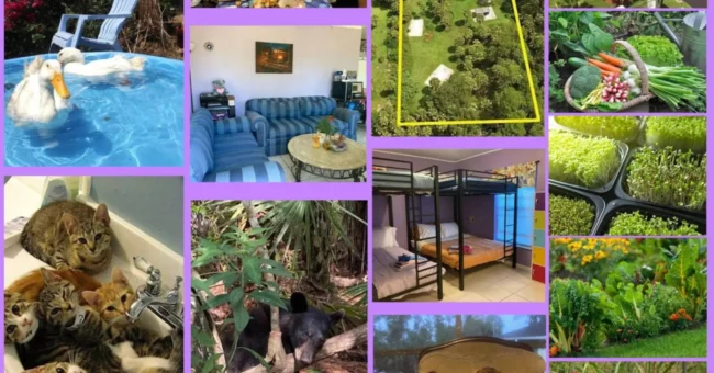 Collage showing life at a Christian vegan homestead near Naples, Florida: ducks in a small pool, a shared meal, living room with sofas, an aerial view of the property, baskets of vegetables and microgreens, a dorm-style bedroom with bunks, cats in a bathtub, wildlife nearby, goats resting on a chair, chickens and garden beds.