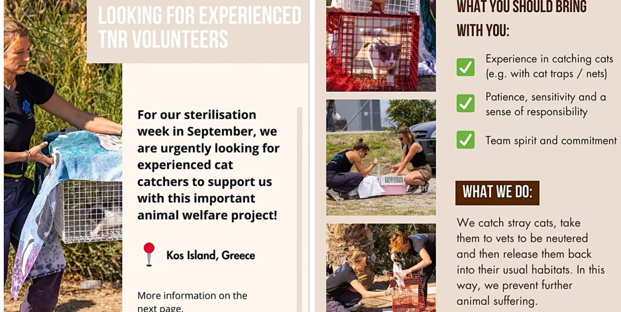 Poster recruiting experienced TNR volunteers for Kos, Greece: photos show humane traps, carriers, and volunteers handling cats. Text notes requirements (experience with traps/nets, patience, team spirit) and explains the work—catch, neuter, and return community cats.