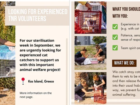 Poster recruiting experienced TNR volunteers for Kos, Greece: photos show humane traps, carriers, and volunteers handling cats. Text notes requirements (experience with traps/nets, patience, team spirit) and explains the work—catch, neuter, and return community cats.