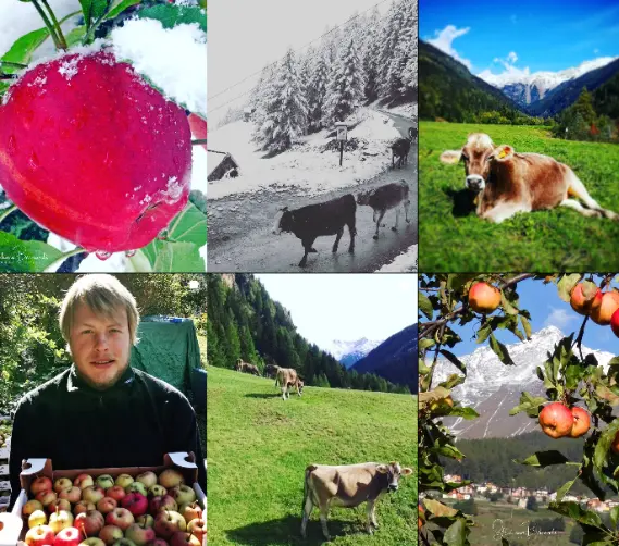 Val di Pejo mountain farm collage with apples, dairy cows on alpine pastures and snow, farmer holding apple harvest, Trentino Italian Alps.