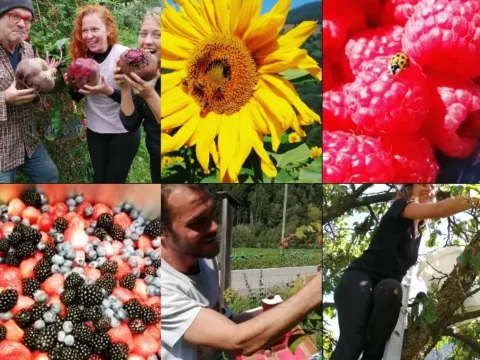 Berry farm volunteering in the Italian Alps, Val di Sole: picking fruit, packing harvest, raspberry with ladybug and bright sunflower.