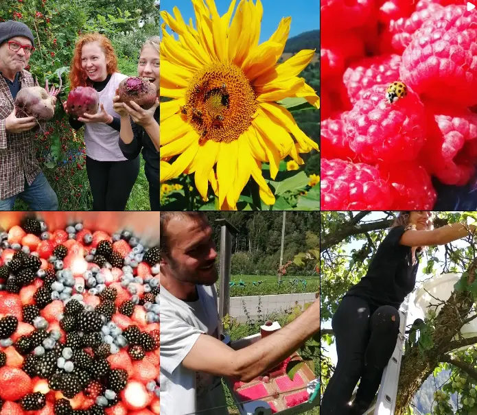 Berry farm volunteering in the Italian Alps, Val di Sole: picking fruit, packing harvest, raspberry with ladybug and bright sunflower.