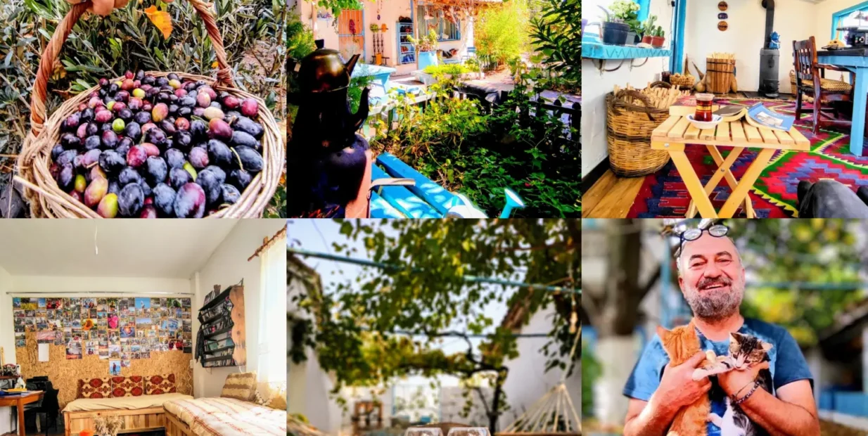 Collage of volunteer life on a small farm in Turkey, featuring olive harvesting, a cozy farmhouse with colorful decor, shared meals, homemade wine, cats, and peaceful outdoor spaces under the trees.
