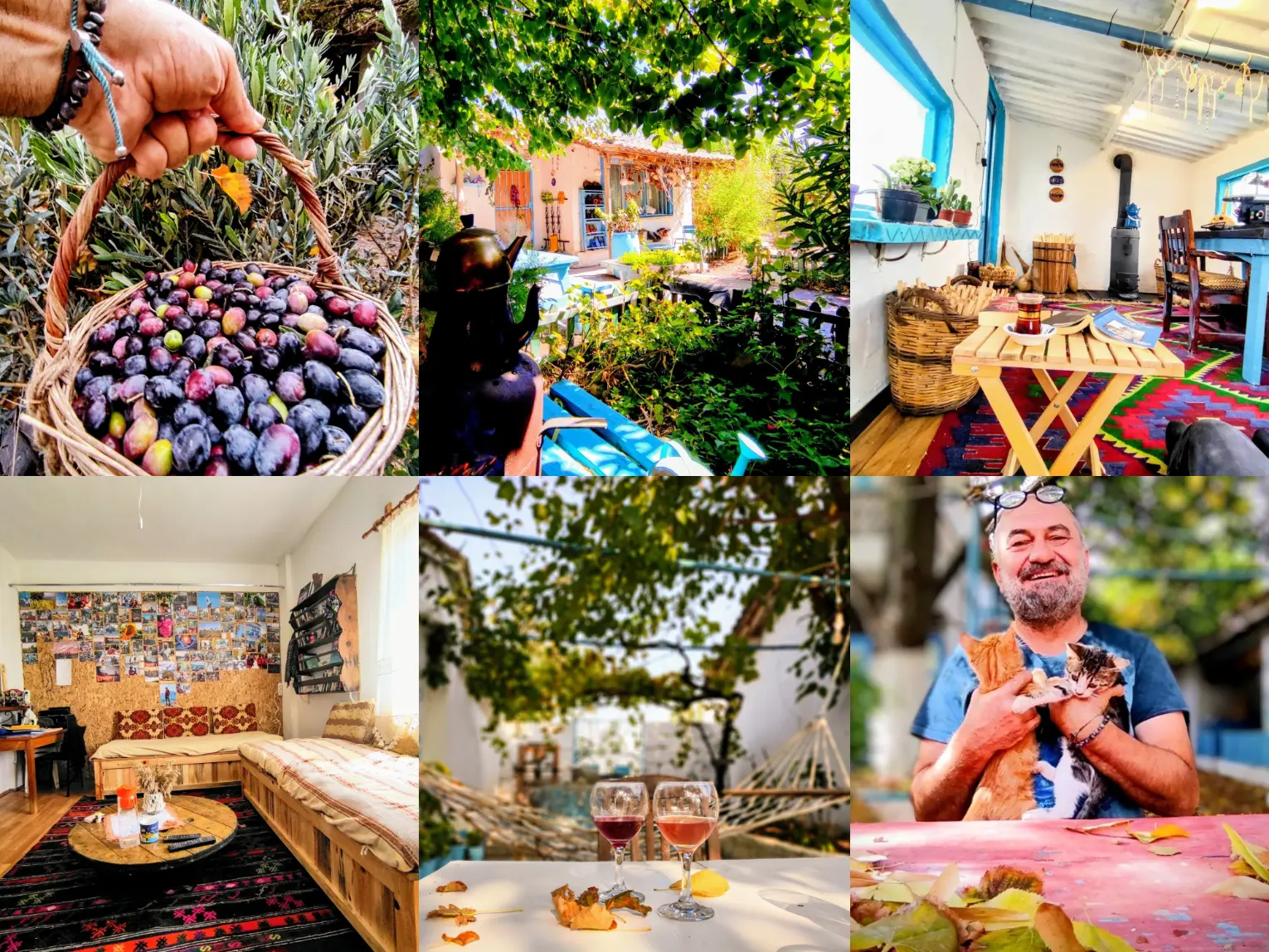 Collage of volunteer life on a small farm in Turkey, featuring olive harvesting, a cozy farmhouse with colorful decor, shared meals, homemade wine, cats, and peaceful outdoor spaces under the trees.