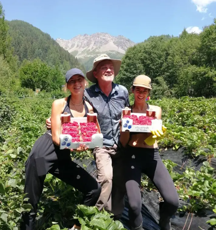 Organic raspberry harvest at a mountain farm near Stelvio National Park, smiling volunteers in the berry fields.
