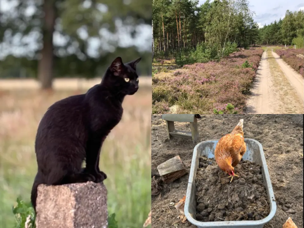 Wendland nature and farm life at Hackspace Wendland | FLINTA* makerspaceCat, hen, and heather path in Wendland | queer-friendly volunteer project Germany Farm and nature scenes at Hackspace Wendland | volunteer project Germany